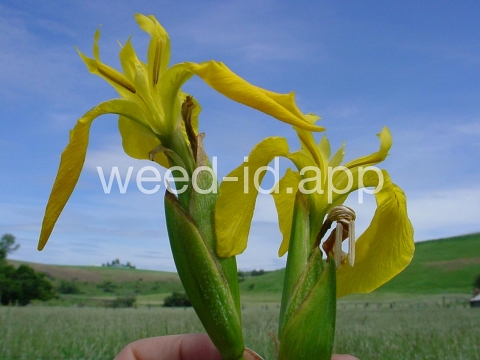 iris, yellowflag